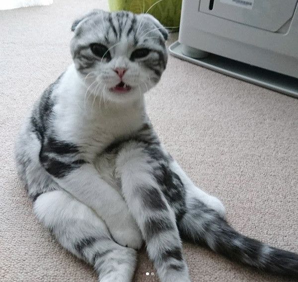 見つめるスコティッシュフォールド