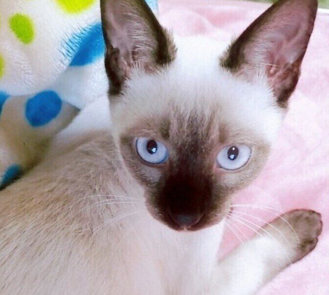 保護から約3週間後の子猫