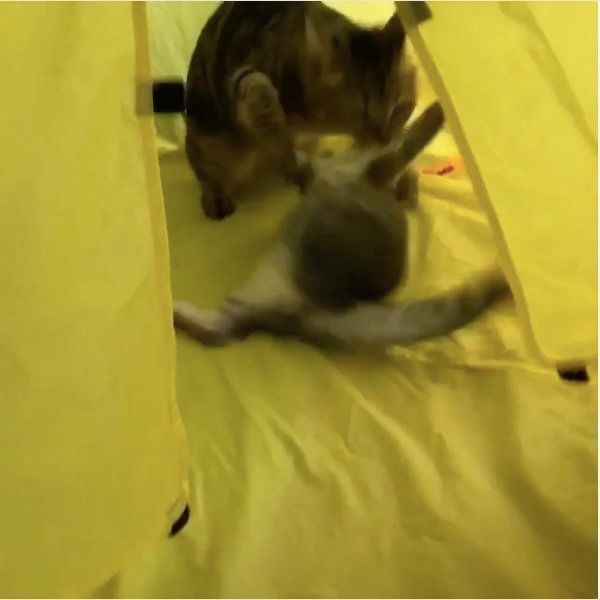 テントでじゃれ合うニャンコ