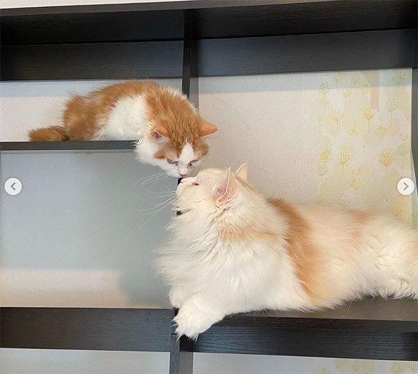 鼻チューする猫