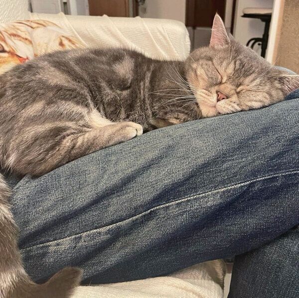パパさんの膝の上で眠るぷーちゃん