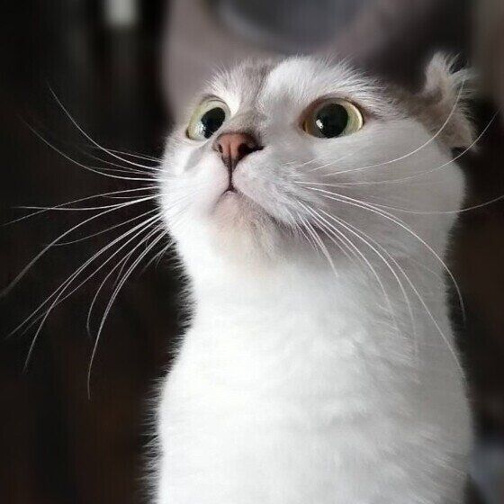 マンチカールのキトくん