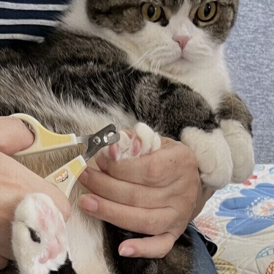爪切り中の大福くん