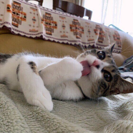 クロエ　キジトラ　毛づくろい　