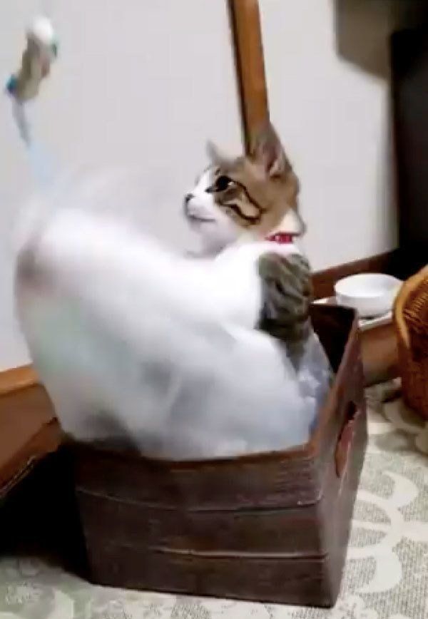 猫じゃらしを捕まえようとするこてつちゃん