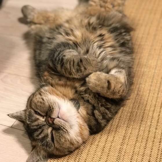 くつろいでいるミーナちゃん