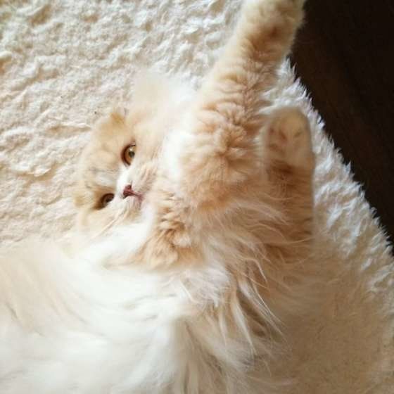 伸びをするスコティッシュフォールド