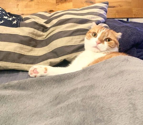 布団をかけるスコティッシュフォールド