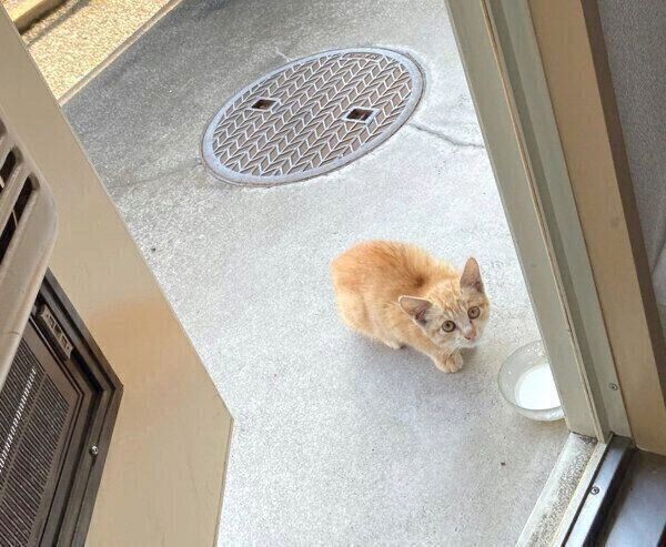 保護前のハマグリちゃん