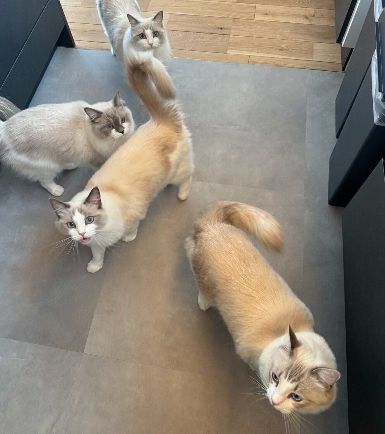 ゴハンを待つ猫たち