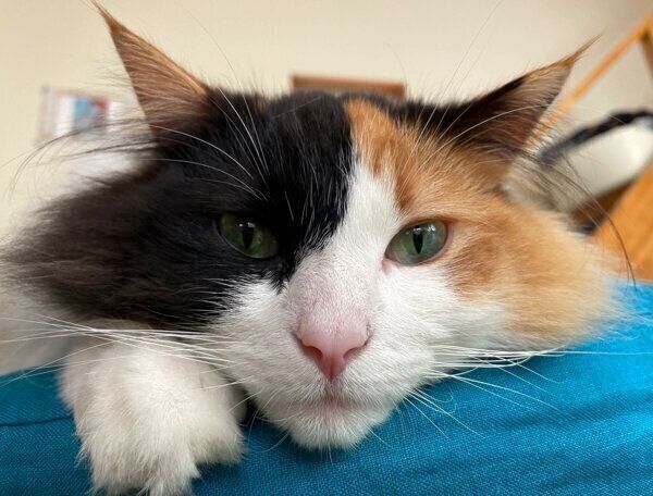 見つめる羽留ちゃん