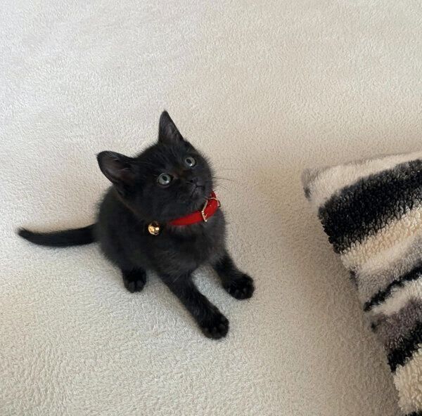 じっ…と見つめるジジくん