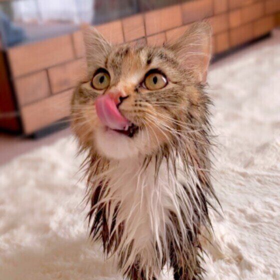 サイベリアンのうにもちゃん