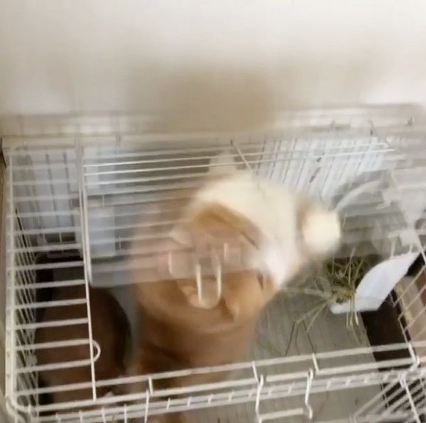 ウサギ小屋に入る猫