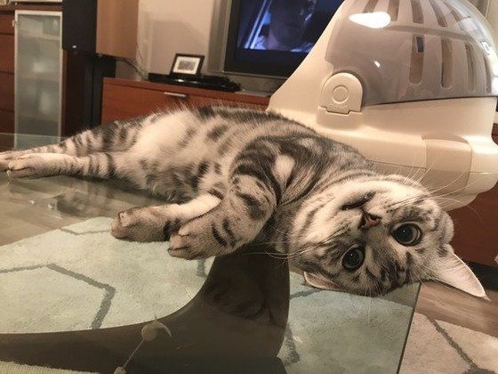 見つめるアメリカンショートヘア