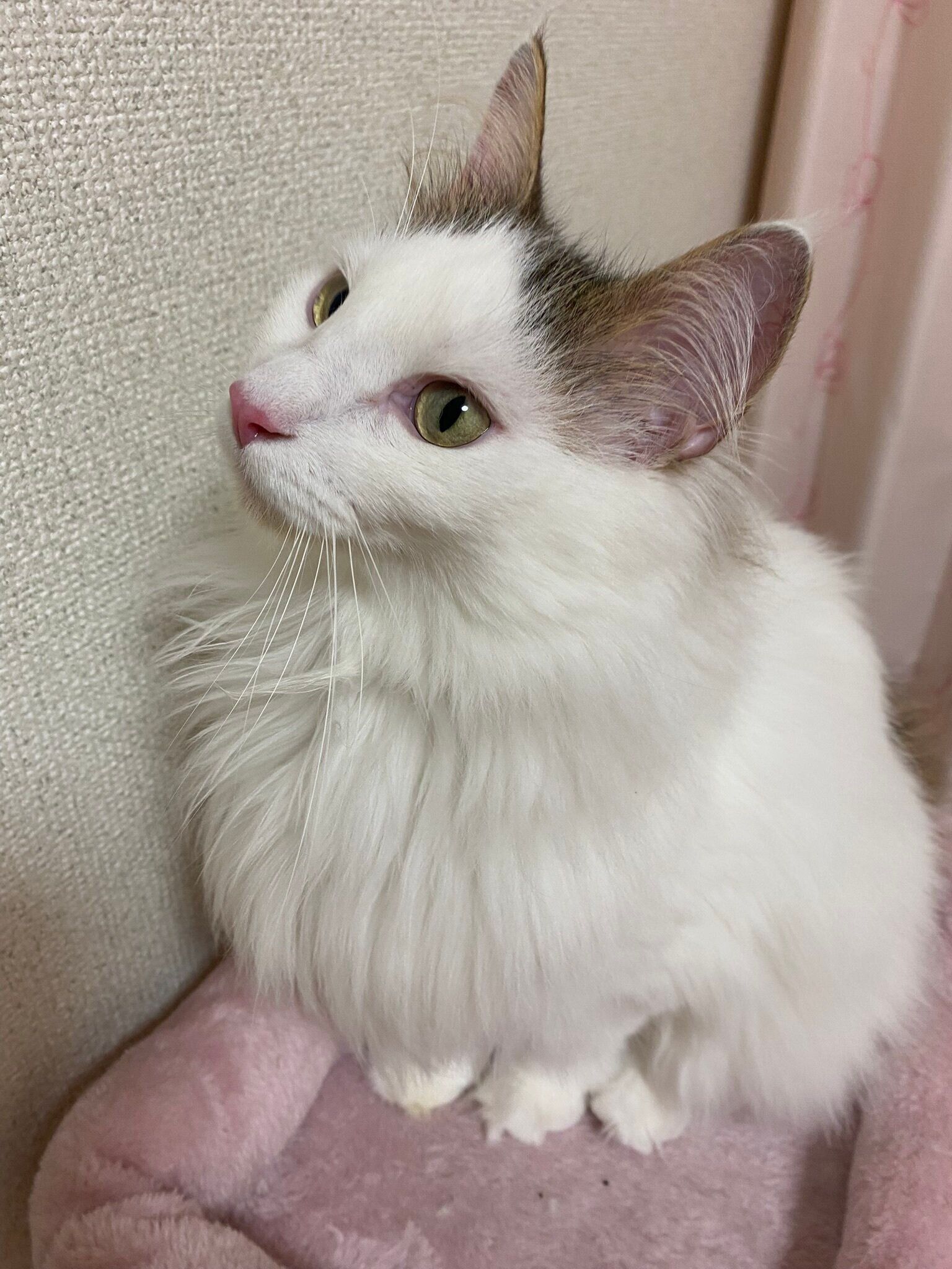 座っているノルウェージャンフォレストキャット