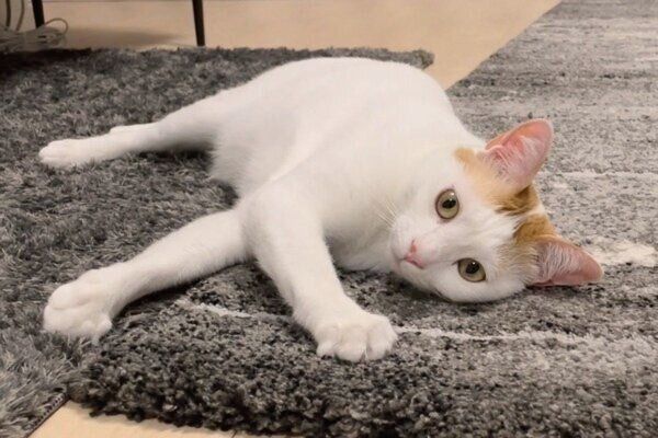 マットに寝転がる菅田くん