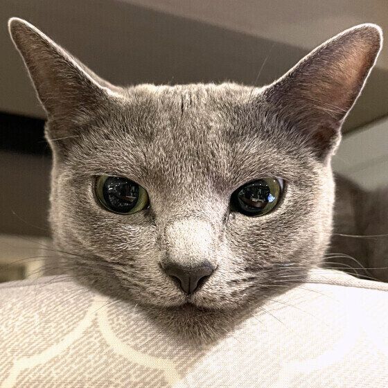 あごのせするさくらちゃん（ロシアンブルー）