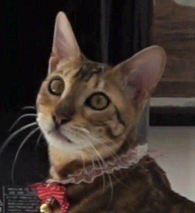 庭を見つめるびびちゃん