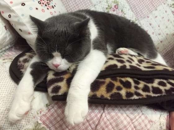 ヒョウ柄の毛布の上でだらんとするスコティッシュフォールド