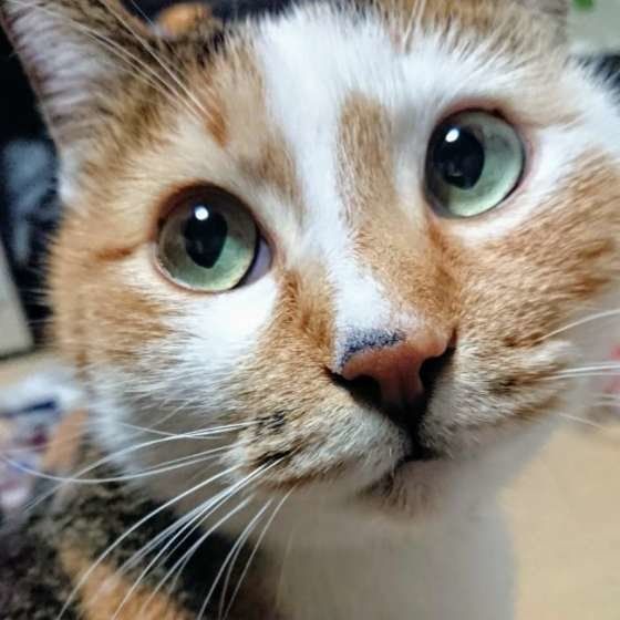 見つめる三毛猫