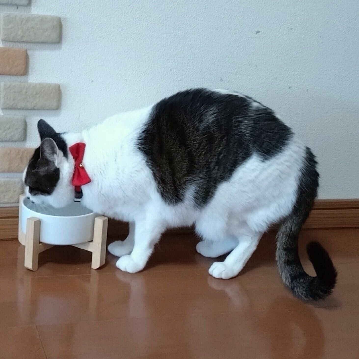 お水を飲むチャコちゃん　背中に猫の模様がくっきり！