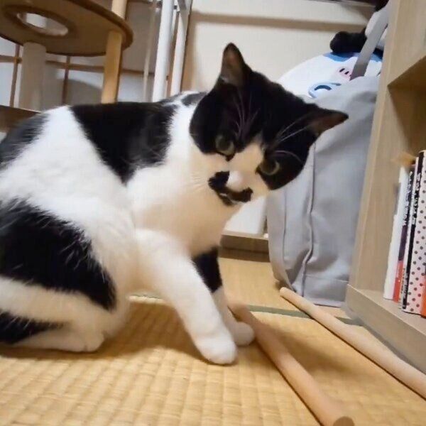 ハンモックの木の棒に出会ったミアちゃん