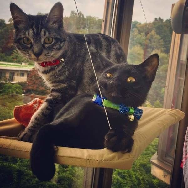 窓用ハンモックに乗る凛ちゃん