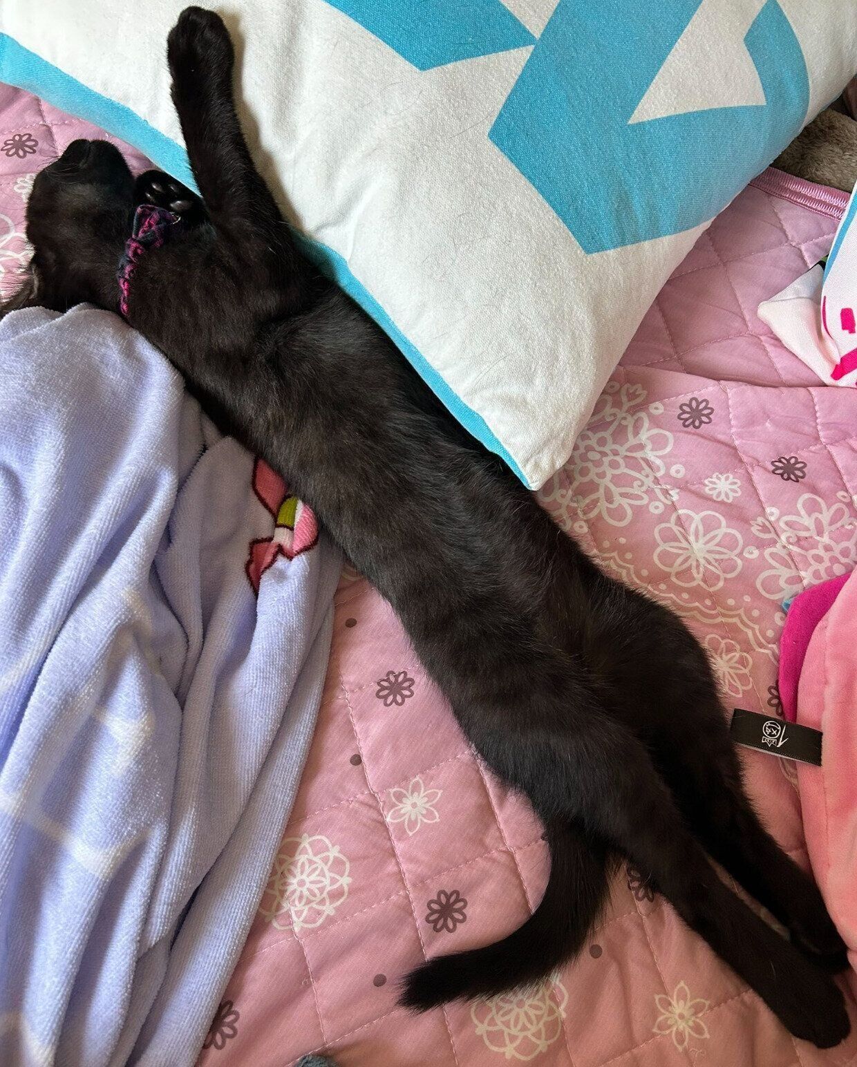 伸びるハロちゃん