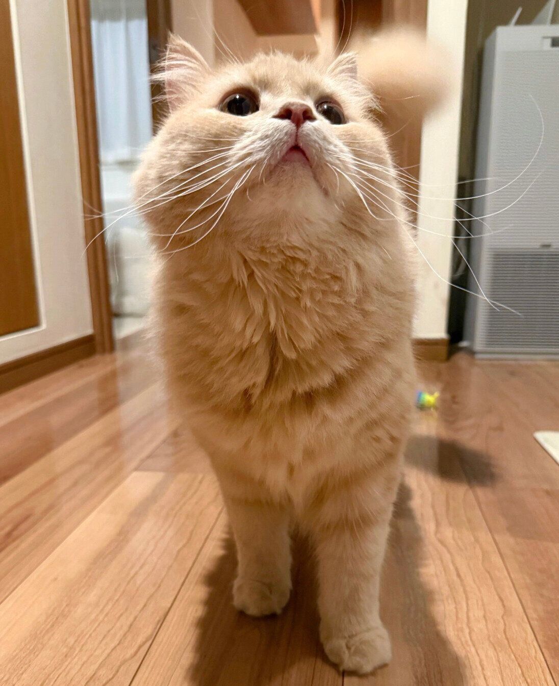 口がぽかーんとしているつきみくん