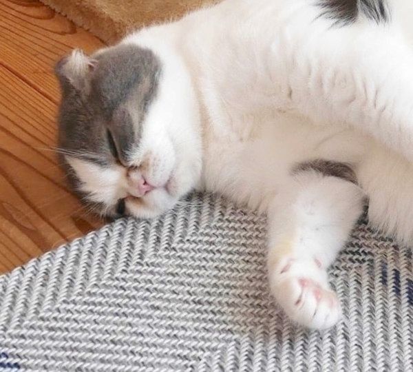 乱闘するスコティッシュフォールド