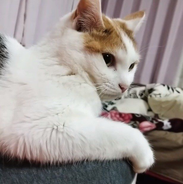 飼い主さんの右足が定位置のミレちゃん