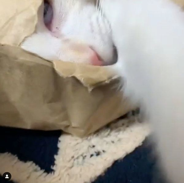 袋の中に入る白猫