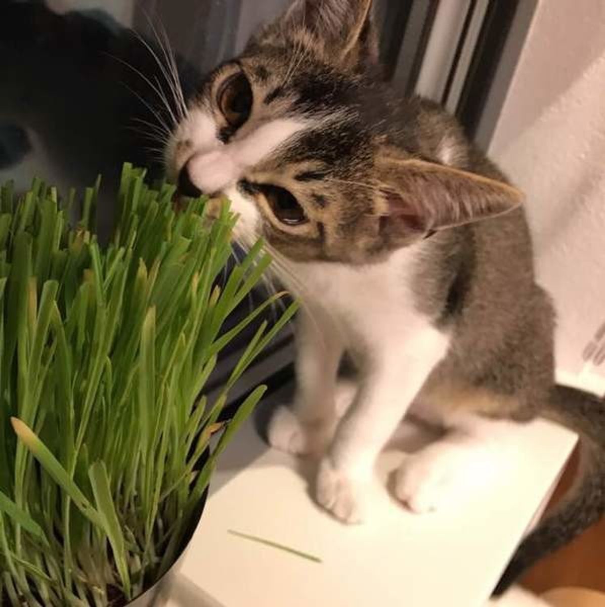 猫草って本当に必要 猫が猫草を食べる理由と与え方の注意点とは ねこのきもちweb Magazine 猫草って本当に必要 猫が猫草を食べる理由と与え方の注意点とは ねこのきもちweb Magazine
