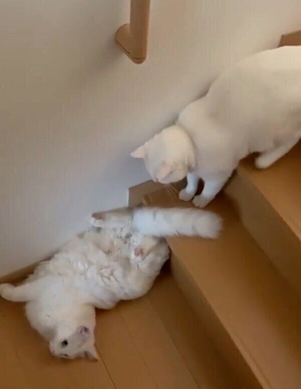 そのまま最後まで階段を降りたぺちゃくんと、それを見守るたらぺちくん