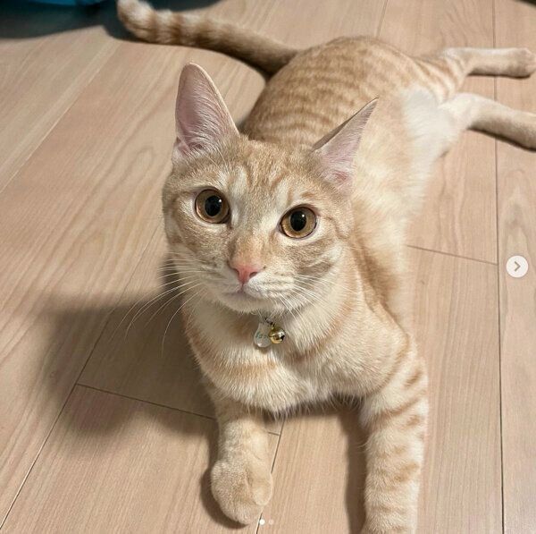 見つめるぽっけくん