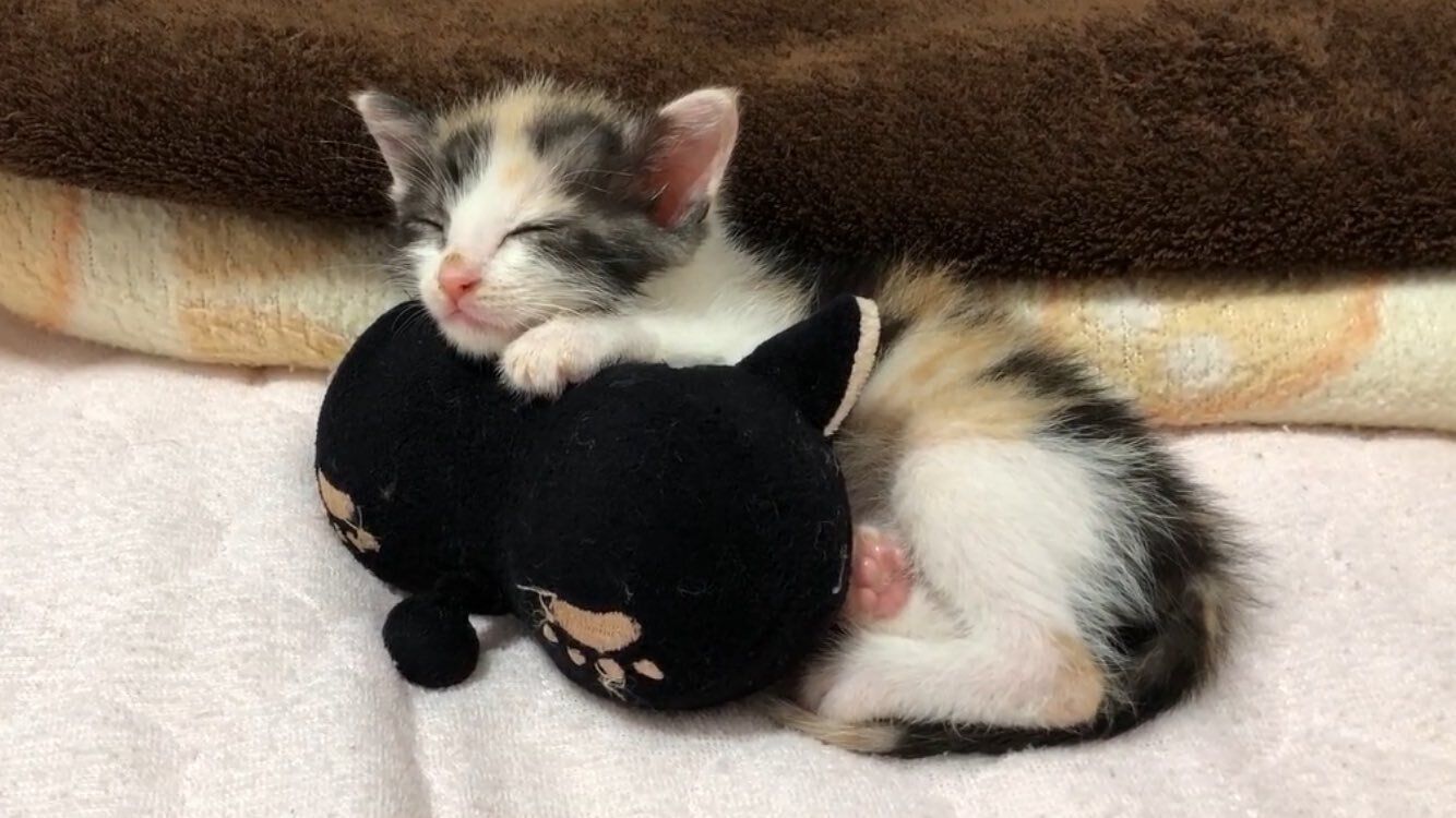 ぬいぐるみを抱えて眠る生後2週間の保護子猫→約4年後、大きく