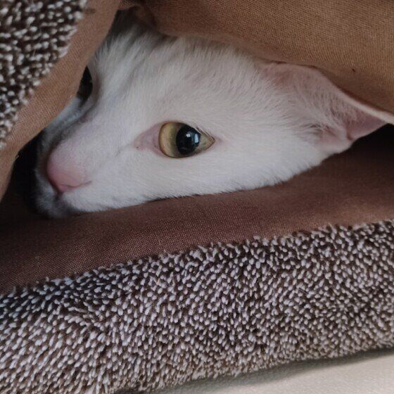 白猫まりんちゃんのきれいな目