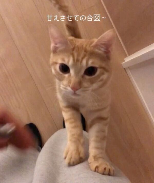 「甘えさせての合図」を見せるぽっけくん