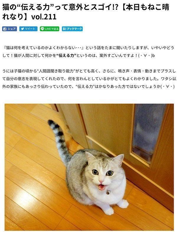 「本日もねこ晴れなり」