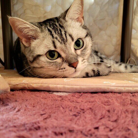 猫用のこたつに入るアメリカンショートヘア