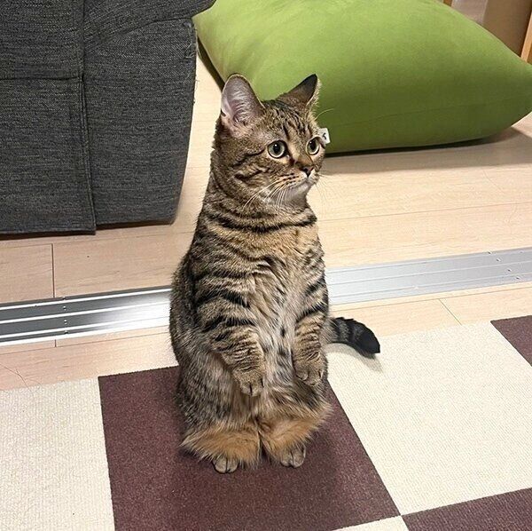 見つめるもなちゃん