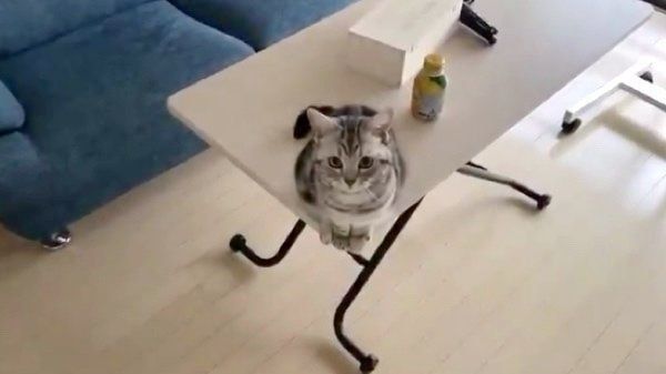 見つめるアビーちゃん