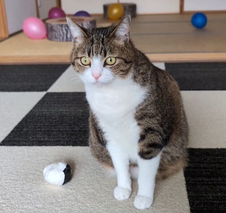 無反応なうなぎくん