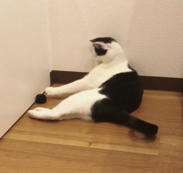 謎の遊びをする猫