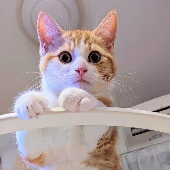 見つめるアメリカンカール