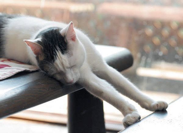 退屈そうにする猫　photo／栗林愛