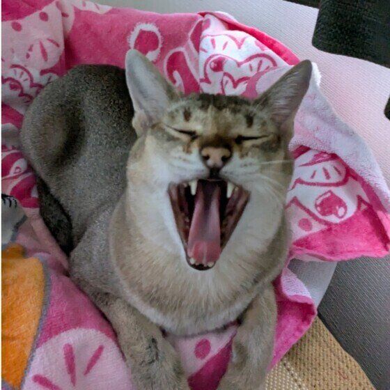 まめ太郎くんのあくび