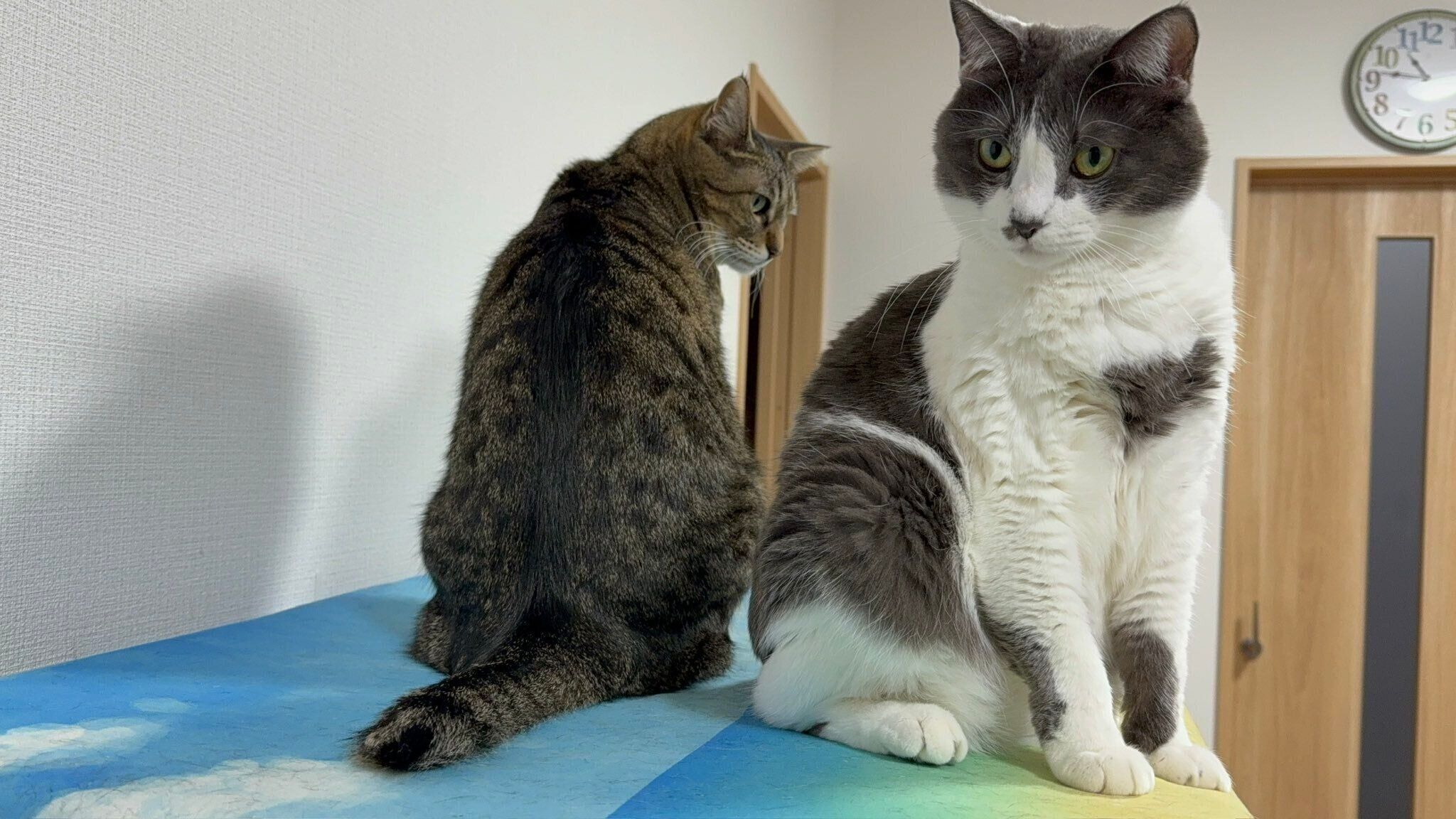 仲良しなさんごちゃんと兄猫・ほたてくん