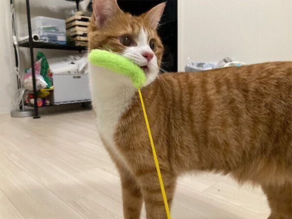 猫じゃらしを咥えるいなりくん